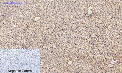 IHC - Bad Polyclonal Antibody AP68618